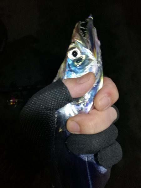 南港釣行 （10/13 南港タチウオ釣り …