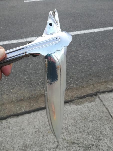 台風後のタチウオ探して