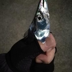 南港釣行 （10/15 10月半ば南港タチウオ釣り 6本(max 90cm) 釣果有り）