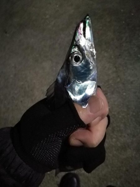 南港釣行 （10/15 10月半ば南港タチ…