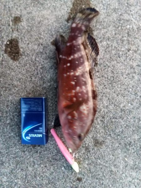 太刀魚は釣れなかったけれど