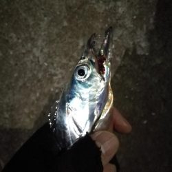 南港釣行 （10/16 肌寒い南港タチウオ釣り 2本 釣果有り）