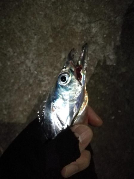 南港釣行 （10/16 肌寒い南港タチウオ…