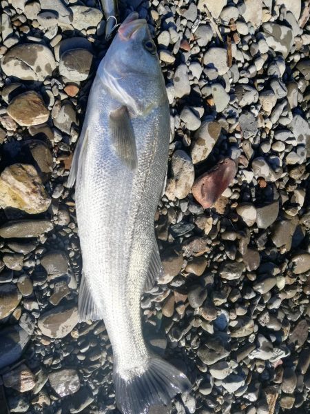 久しぶりに魚を拝めた