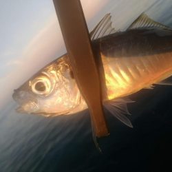 アジング　朝マズメ