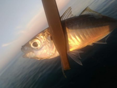 アジング　朝マズメ