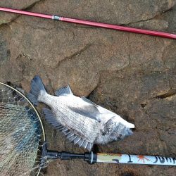 グレ釣れてる・・