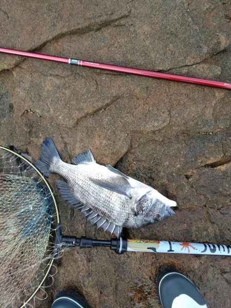 グレ釣れてる・・