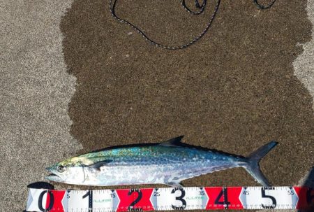 最近の赤石埠頭について