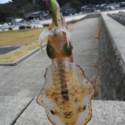 アオリイカ探して