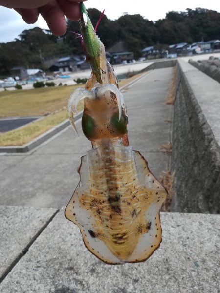 アオリイカ探して