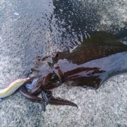 エギング 回遊狙いで良型