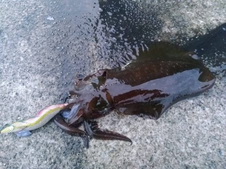 エギング　回遊狙いで良型