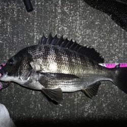 南港へち釣行 （10/20 久々の南港ヘチ釣り 真チヌ47.5cm、キビレチヌ、ガシラ 釣果有り）