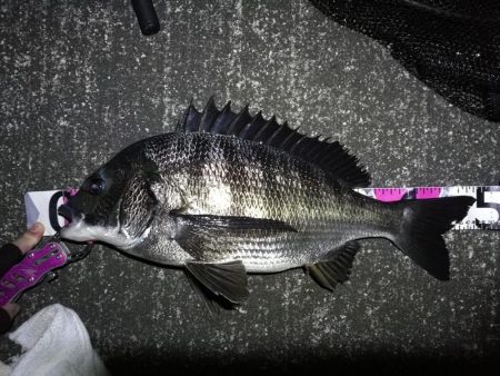 南港へち釣行 （10/20 久々の南港ヘチ…