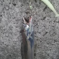 ひさびさのタッチー