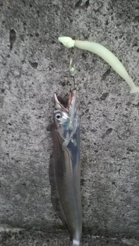 ひさびさのタッチー