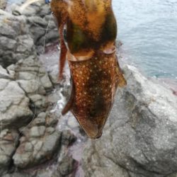 アオリイカ探して