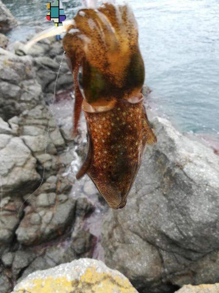 アオリイカ探して