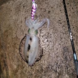 サイズが伸びず