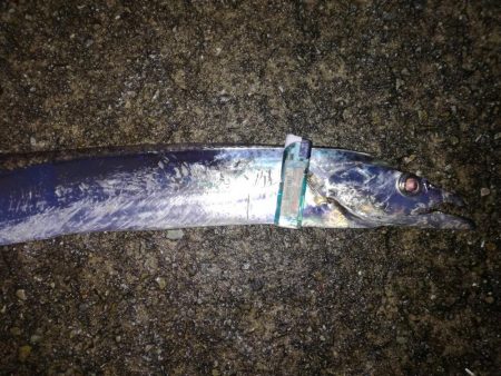 2日続けてのドラゴンタチウオ