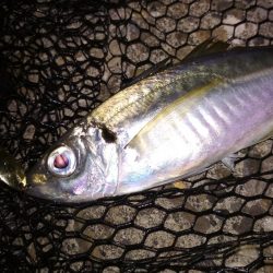 アジ鯵アジ鯵アジ鯵アジ