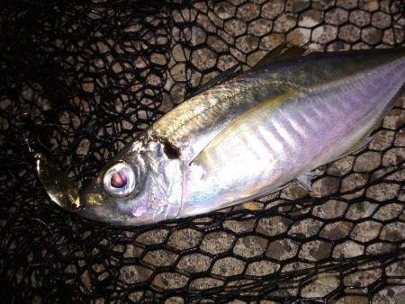 アジ鯵アジ鯵アジ鯵アジ