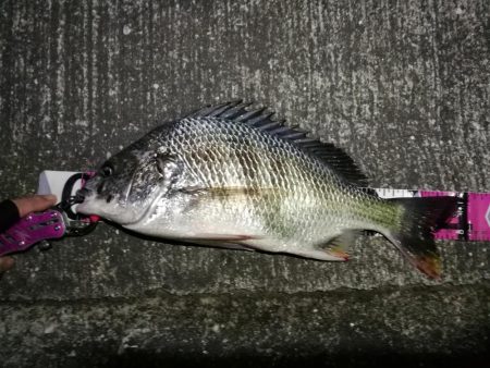 南港へち釣行 （10/23 少し肌寒い南港…