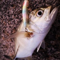 久しぶりの釣果です。