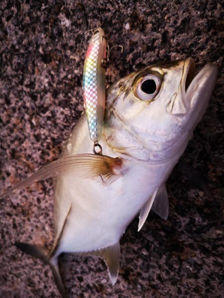 久しぶりの釣果です。