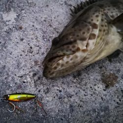 ジャックアイグロッキーでデカミーバイ