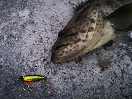 ジャックアイグロッキーでデカミーバイ