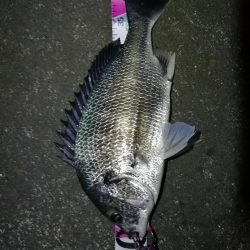 南港へち釣行 （10/24 雨前に南港ヘチ釣り キビレチヌ44cm、真チヌ 釣果有り）