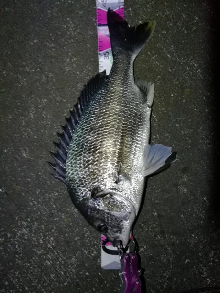 南港へち釣行 （10/24 雨前に南港ヘチ…