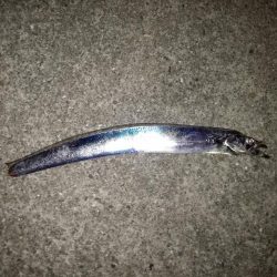 タチウオ 計9本 でもほとんどベルトサイズ しかも1本は尻尾なし