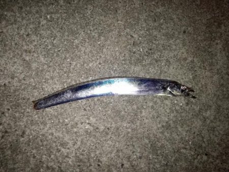 タチウオ 計9本 でもほとんどベルトサイズ しかも1本は尻尾なし
