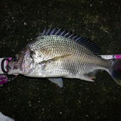 南港へち釣行 （10/26 雨あとの南港ヘチ釣り キビレチヌ42cm、ガシラ、アジ 釣果有り）