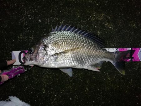 南港へち釣行 （10/26 雨あとの南港ヘ…