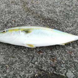 ショアジギングでヤズ42cm