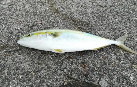 ショアジギングでヤズ42cm