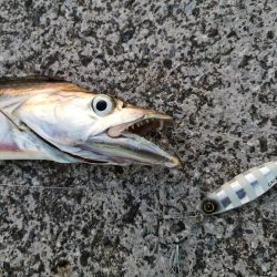 やっぱり釣れるジャックアイグロッキー