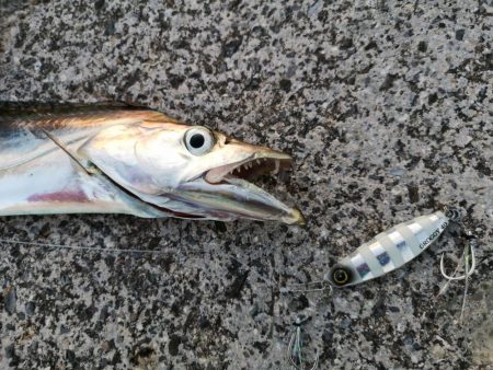 やっぱり釣れるジャックアイグロッキー