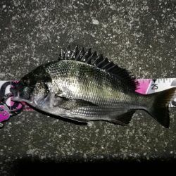 南港へち釣行 (10/27 南港ヘチ釣り 真チヌ30cm、キビレチヌ 釣果有り)