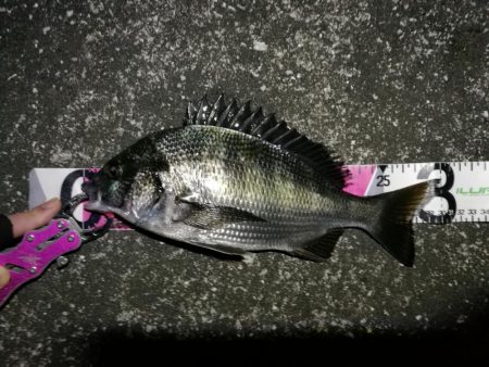 南港へち釣行 (10/27 南港ヘチ釣り 真チヌ30cm、キビレチヌ 釣果有り)