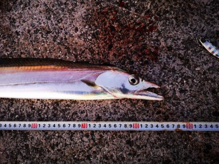 今朝も太刀魚、ジャックアイグロッキー