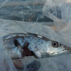 ハマチはどこへ?