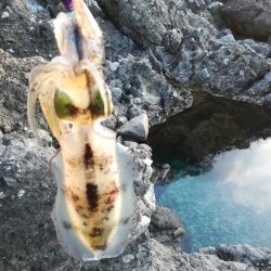 アオリイカ探して