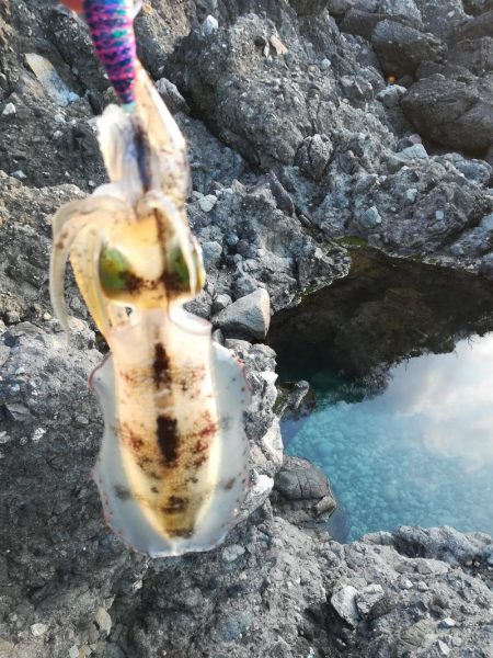 アオリイカ探して