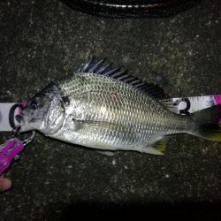 南港へち釣行 （10/30 南港ヘチ釣り キビレチヌ39cm、ガシラ 釣果有り）