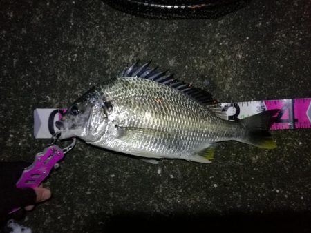 南港へち釣行 （10/30 南港ヘチ釣り …